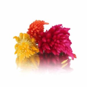 Celosia, flores comestibles, mazatlán durango méxico restaurante chefs