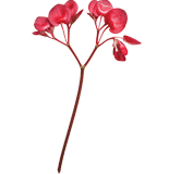 Begonia flor comestible mazatlán durango mexico brotes microgreens