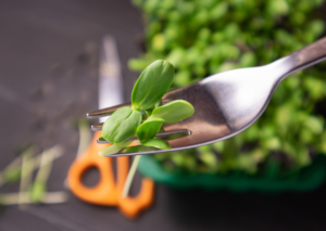 Brotes hojas y flores comestibles Microgreens Mazatlán Durango Restaurantes Rabano Sandia Shiso
