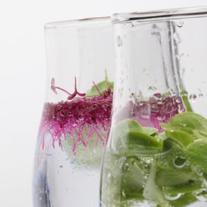 Brote microgreen de amaranto rojo mazatlan durango mexico chefs restaurantes comida gourmet