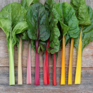 Hojas de acelga arcoíris brote microgreen Mazatlán Durango México Restaurante consume local nutrición Rábano Sandia Gorumet Veganismo