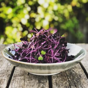 Brote de Rabano morado purpura microgreen mazatlan durango mexico rabano sandia restuarantes chefs valgreens