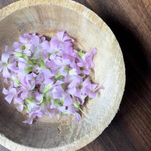 Flores comestibles oxalis trebol morado mazatlán durango méxico rabano sandia shiso restaurantes chefs gourmet consume local veganismo nutricion