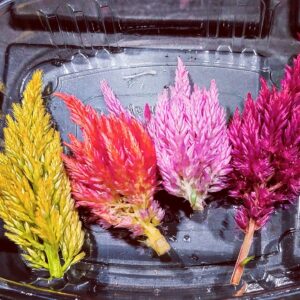 Our microgreens come in a variety of flavors, including arugula, sunflowers, radish, and more! They are perfect for adding to salads, sandwiches, smoothies, and even as a garnish to your favorite dish. Plus, they're great for anyone who follows a vegan, vegetarian, or gluten-free diet.