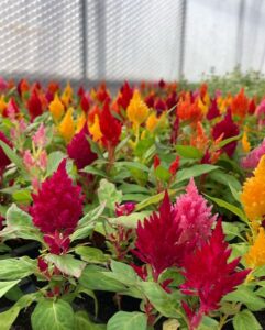 Our microgreens come in a variety of flavors, including arugula, sunflowers, radish, and more! They are perfect for adding to salads, sandwiches, smoothies, and even as a garnish to your favorite dish. Plus, they're great for anyone who follows a vegan, vegetarian, or gluten-free diet.