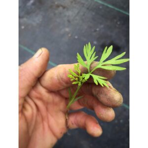 Brote de Zanahoria microgreen mazatlan durango méxico restaurantes chefs cocina gourmet