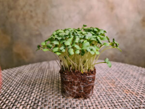 Brote microgreen mostaza wasabi mazatlan durango mexico restaurantes chefs shisho