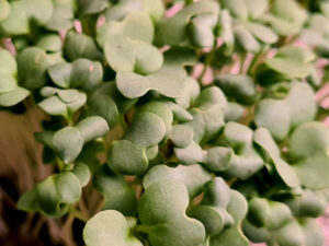 Brote microgreen mostaza wasabi mazatlan durango mexico restaurantes chefs shisho