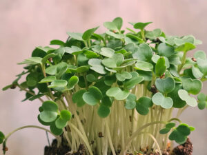 Brote microgreen de arugula rucula mazatlán durango méxico restaurantes chefs rabano sandia gourmet