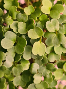 Brote microgreen de arugula rucula mazatlán durango méxico restaurantes chefs rabano sandia gourmet
