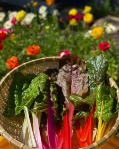 Hojas de acelga arcoíris brote microgreen Mazatlán Durango México Restaurante consume local nutrición Rábano Sandia Gorumet Veganismo