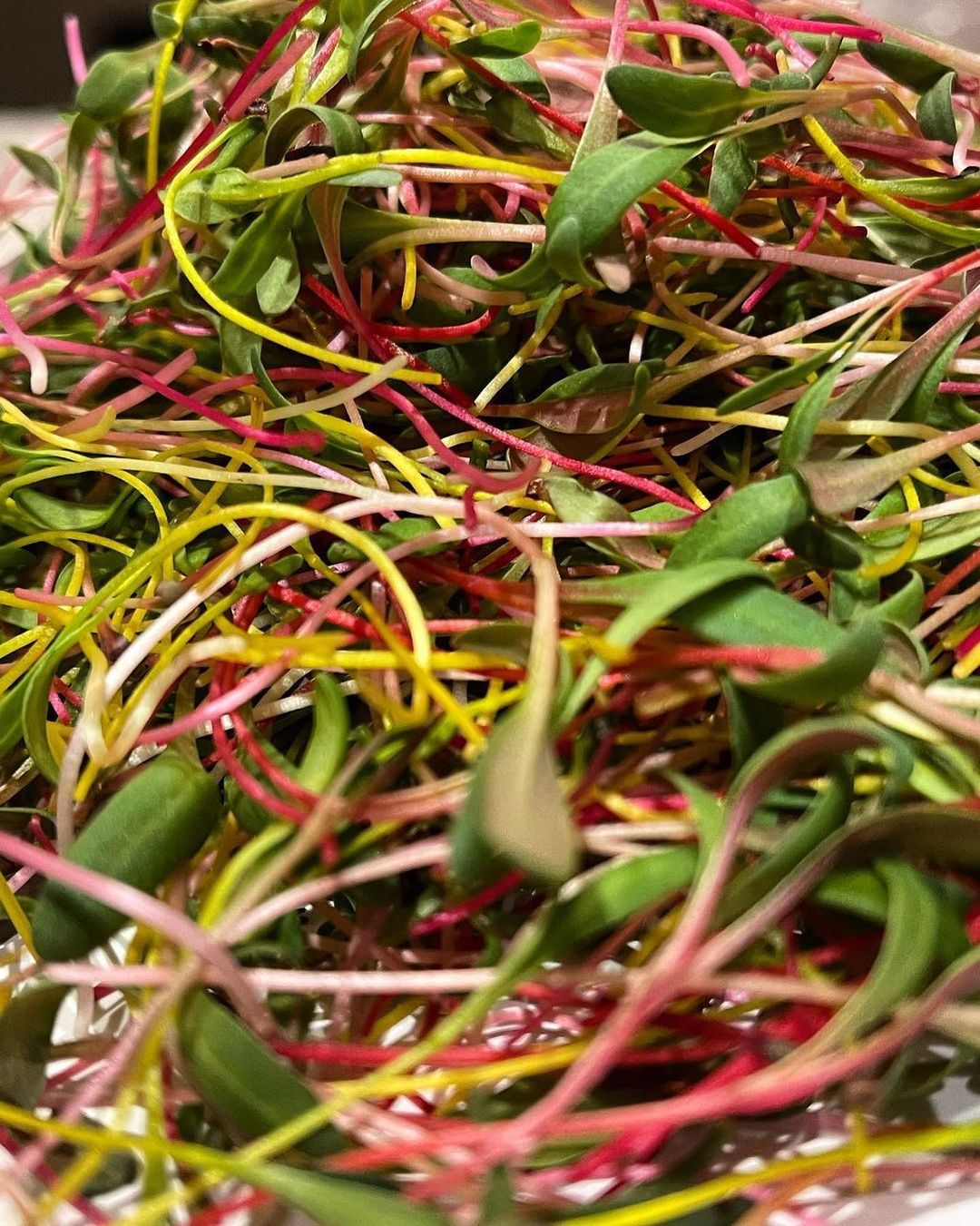 Acelga arcoiris, brote, microgreen mazatlán, durango, méxico, restaurante, chefs rabano sandia