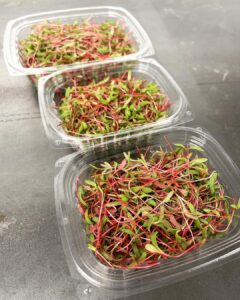 Acelga arcoiris, brote, microgreen mazatlán, durango, méxico, restaurante, chefs rabano sandia