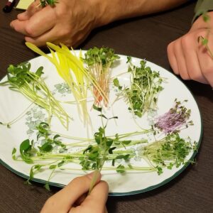 Popcorn shoot microgreen brote de maiz amarillo dulce mazatlán durango méxico restaurantes chefs consume local rabano sandia veganismo gourmet