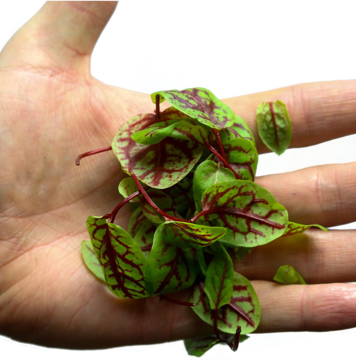 Brote microgreen Sorrel Acedera Mazatlán Durango México, Restaurantes, Chefs, Consume Local, Nutricion valgreen Rabano Sandia