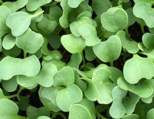 Brote de brocoli microgreen mazatlan durango mexico restuarnates chefs rabano sandia