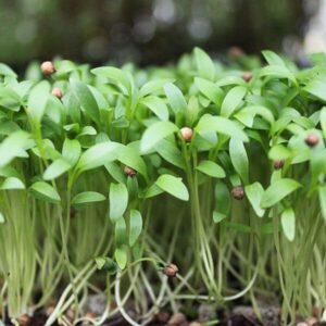 Brote de cilantro microgreen cilantro mazatlán durango méxico restaurantes chefs gourmet valgreens