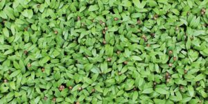 Brote de cilantro microgreen cilantro mazatlán durango méxico restaurantes chefs gourmet valgreens