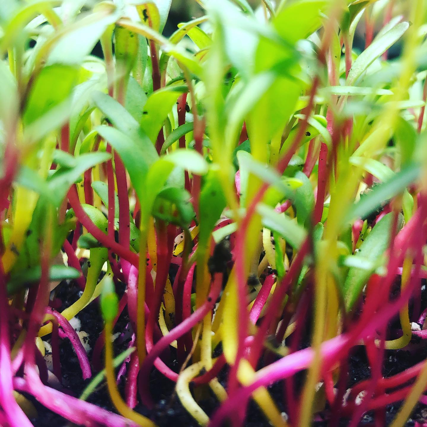 Acelga arcoiris, brote, microgreen mazatlán, durango, méxico, restaurante, chefs rabano sandia