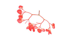 Flor comestible apple blossom begonia microgreens brotes mazatlán durango méxico restaurantes consume local veganismo gourmet